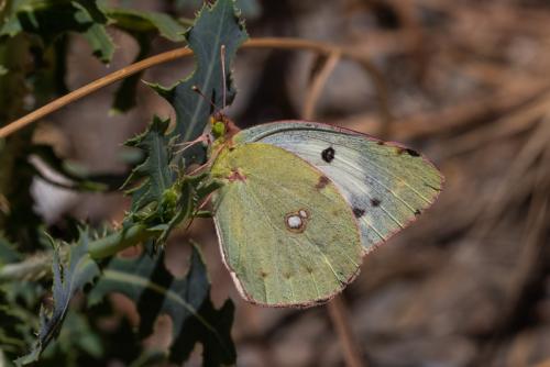 Colias croceus